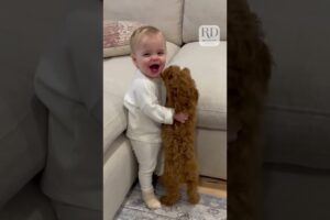 Adorable Puppy and Baby Meet for the Very First Time