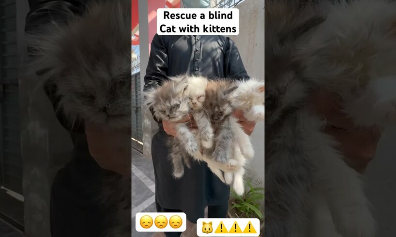 Ai kitten rescue | Ai | Blind cat #cats #catlover #birds #shorts