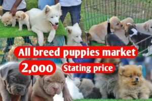 All breed puppies market with phone number and details || Rs 2000 starting price||