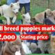 All breed puppies market with phone number and details || Rs 2000 starting price||