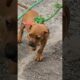 Am I cute .... #shortvideo #shorts #indulgeandbeyond #animals #puppy #dogs #cute #puppies  #funny