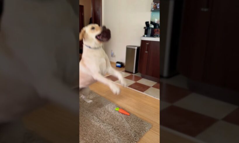 An Easy TIP For Catching Training #dog  #pets #music #animals #labrador #play #how #toys #shorts