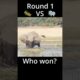 Animal Fights Round 1