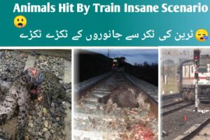 Animals Hit By Trains So Hard 🔥⚠️ || Compilation Videos