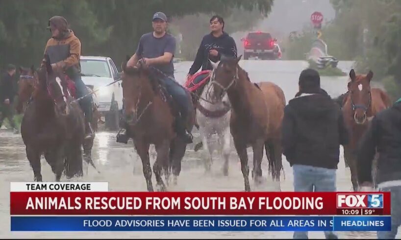 Animals Rescued From South Bay Flooding