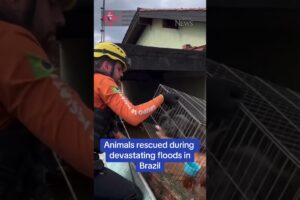 Animals rescued during devastating floods in Brazil