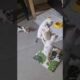 April`s Kitten playing! - Takis Shelter