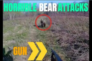 BEAR ATTACKS 2024 / HORRIBLE BEAR ATTACKS / ANIMALS ATTACKS ON HUMAN 2024