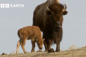 Baby Animals of Yellowstone | Yellowstone | BBC Earth