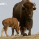 Baby Animals of Yellowstone | Yellowstone | BBC Earth