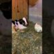 Baby Cow Who Was All Alone For Months Now Falls Asleep With His Chicken Every Night | The Dodo