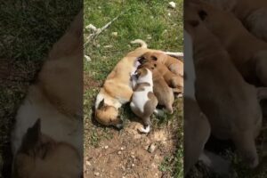 Baby dog#cute puppy barking#Cute puppies eating together #shorts