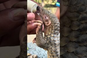 Baby sees a lot after playing, she eats a lot #animals #pangolin