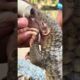 Baby sees a lot after playing, she eats a lot #animals #pangolin