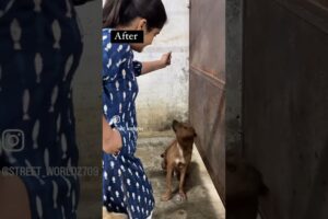 Before & after | rescued by jagritimishra |#love #dog #helpvoiceless #animals #pets #doglover