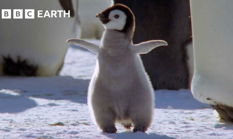 Best Penguin Moments | BBC Earth