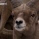 Bighorn Sheep Battle For Mating Rights | Yellowstone | BBC Earth