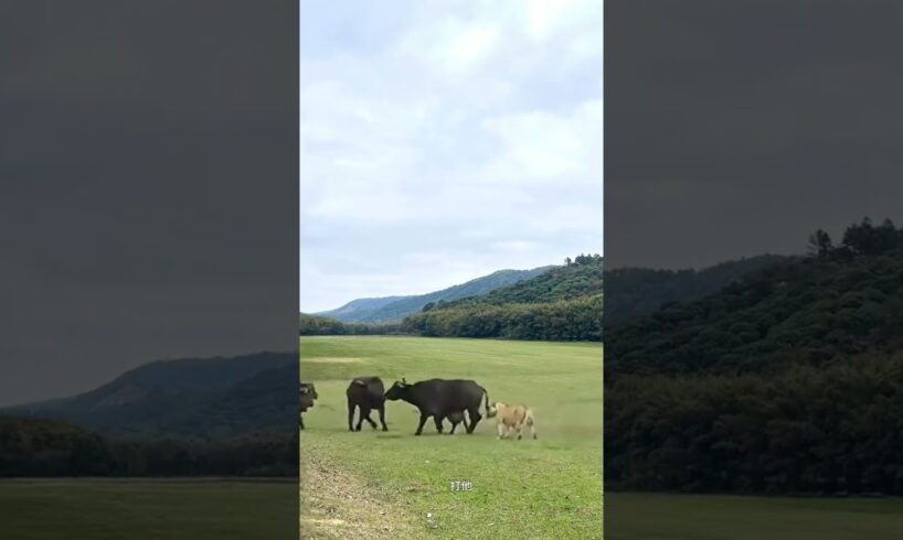 Bison vs lion, close range of wild animals, animal fighting power competition, animals’ confusing b