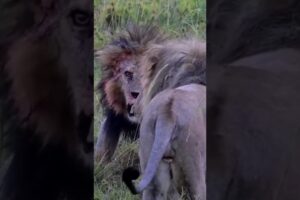 Bob Junior, the legend of Serengeti dies as he fights to defend his territory #shorts #viral