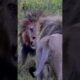 Bob Junior, the legend of Serengeti dies as he fights to defend his territory #shorts #viral