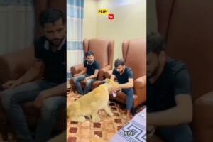 Boy playing with tiger in form house #shorts #short #animals#viral