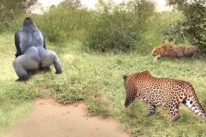 Brave Gorillas Fight Hungry Leopards To Protect Their Fellow Humans And What Happens Next？