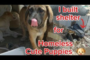 Built shelter for homeless cute puppies,water,food #viral  #animals  #subscribe