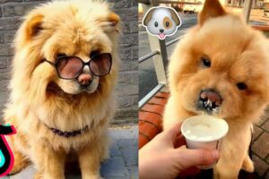 CHOW CHOW FUNNY VIDEOS 😂 CHOW CHOW CUTE PUPPIES 💕 DOG OF TIKTOK 👑 TIKTOK TRENDS COMPILATIONS 🤯