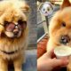 CHOW CHOW FUNNY VIDEOS 😂 CHOW CHOW CUTE PUPPIES 💕 DOG OF TIKTOK 👑 TIKTOK TRENDS COMPILATIONS 🤯