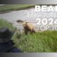 CLOSE BEAR ENCOUNTER 2024 NEW / TOP 10 BEAR ATTACKS 2024 /Animals attacks on human 2024