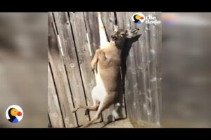 CRYING Deer Stuck in Fence Rescued by GREAT Guy | The Dodo