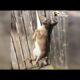 CRYING Deer Stuck in Fence Rescued by GREAT Guy | The Dodo