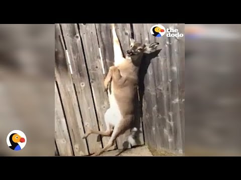 CRYING Deer Stuck in Fence Rescued by GREAT Guy | The Dodo