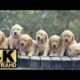 CUTEST PUPPIES VIDEOS ON TIKTOK ! 😳 (4K RESOLUTION)
