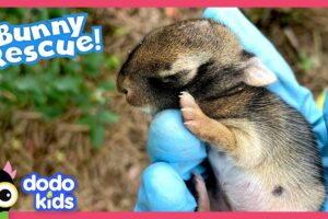 Can We Teach This Baby Bunny How To Be A Wild Rabbit? | Dodo Kids | Rescued!
