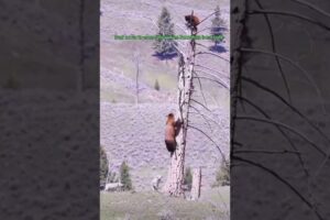 Capture beautiful animal life : WOLF FIGHTS BEAR