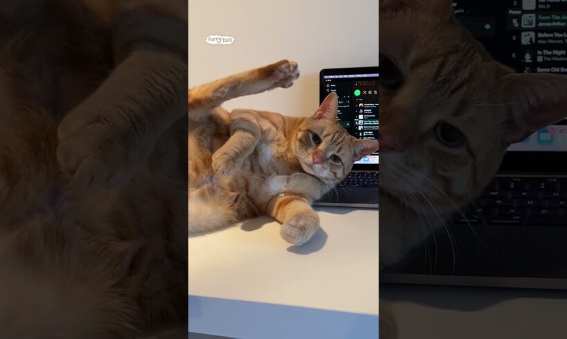 Cat airs it all out... 🤣 (🎥: ViralHog)