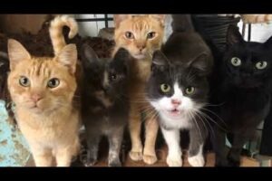 Cat cute cats group playing I funny cats 😄😹 I Animals funny l cute animals 😂😂