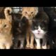 Cat cute cats group playing I funny cats 😄😹 I Animals funny l cute animals 😂😂