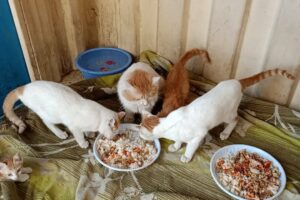 Cats Feeding Videos/ Feeding Abandoned Kittens/ Rescued Abandoned Cats and Kittens/Cute Cats Videos