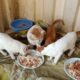 Cats Feeding Videos/ Feeding Abandoned Kittens/ Rescued Abandoned Cats and Kittens/Cute Cats Videos