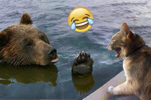 Cats VS Wild Animals| The Funniest Animal Fights| The Pet Zone