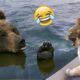 Cats VS Wild Animals| The Funniest Animal Fights| The Pet Zone