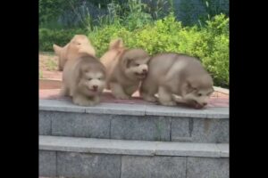 Clumsy Alaskan Malamute Puppies Constantly Trip Over Nothing