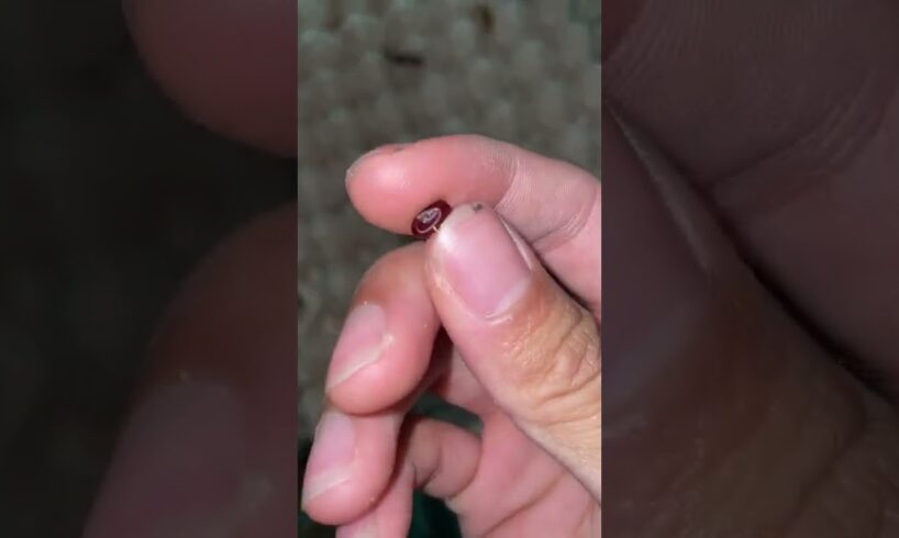 Cockroach eggs EXPLODED WITH BABIES!!! 🪳 #shorts