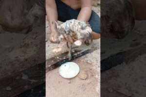 Coco & bebe are playing on the underground and dad take them to wash with shampoo before milk