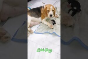 Coco ne bache diye... #beagle #birth #puppies #cute #2024 #doglover
