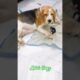 Coco ne bache diye... #beagle #birth #puppies #cute #2024 #doglover