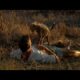 Curious Cheetah Cubs Climb on Kim | Man, Cheetah, Wild