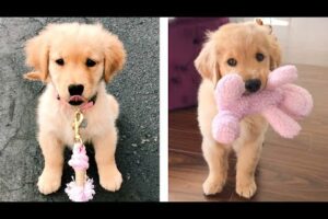 Cute Golden Dogs Help You Relax After Tiring Day 🐶🥰 | Cute Puppies